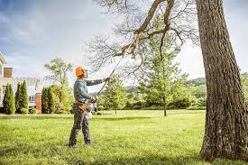 How Our Tree Care Process Works  in  Placentia, CA